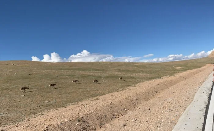 Deer near road