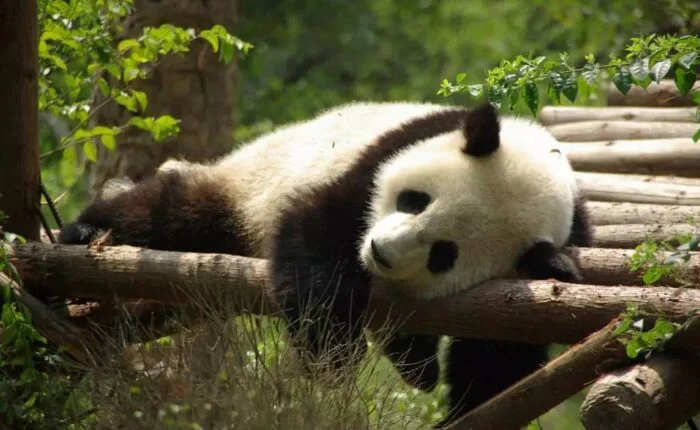 panda