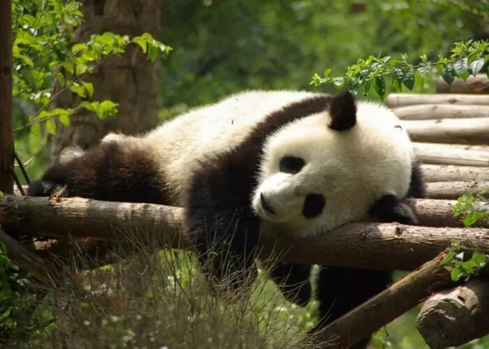 panda