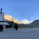 yak front of everest