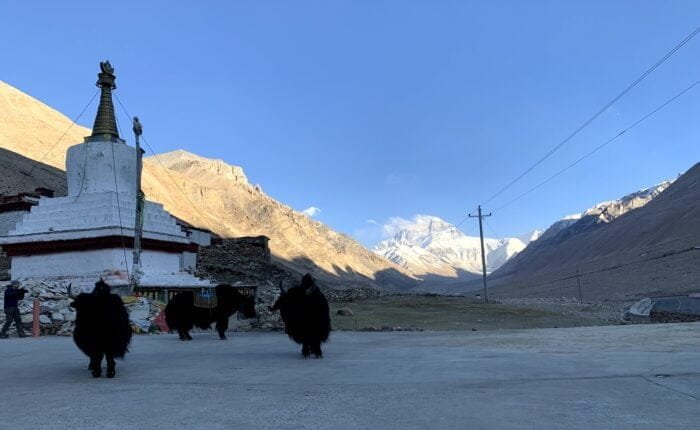 yak front of everest