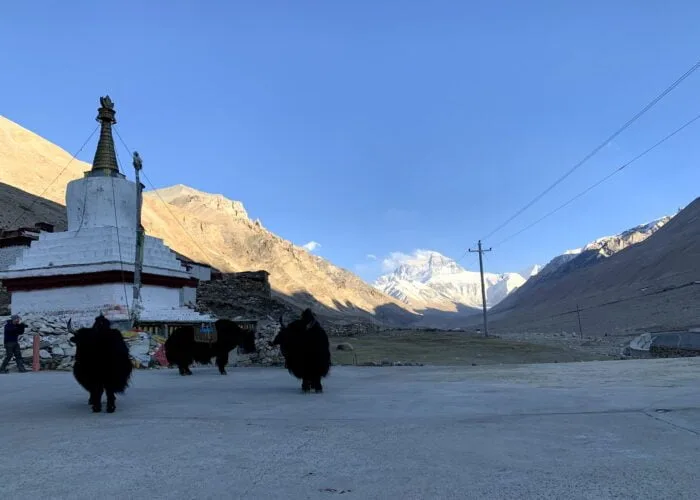 yak front of everest