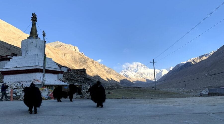 yak front of everest