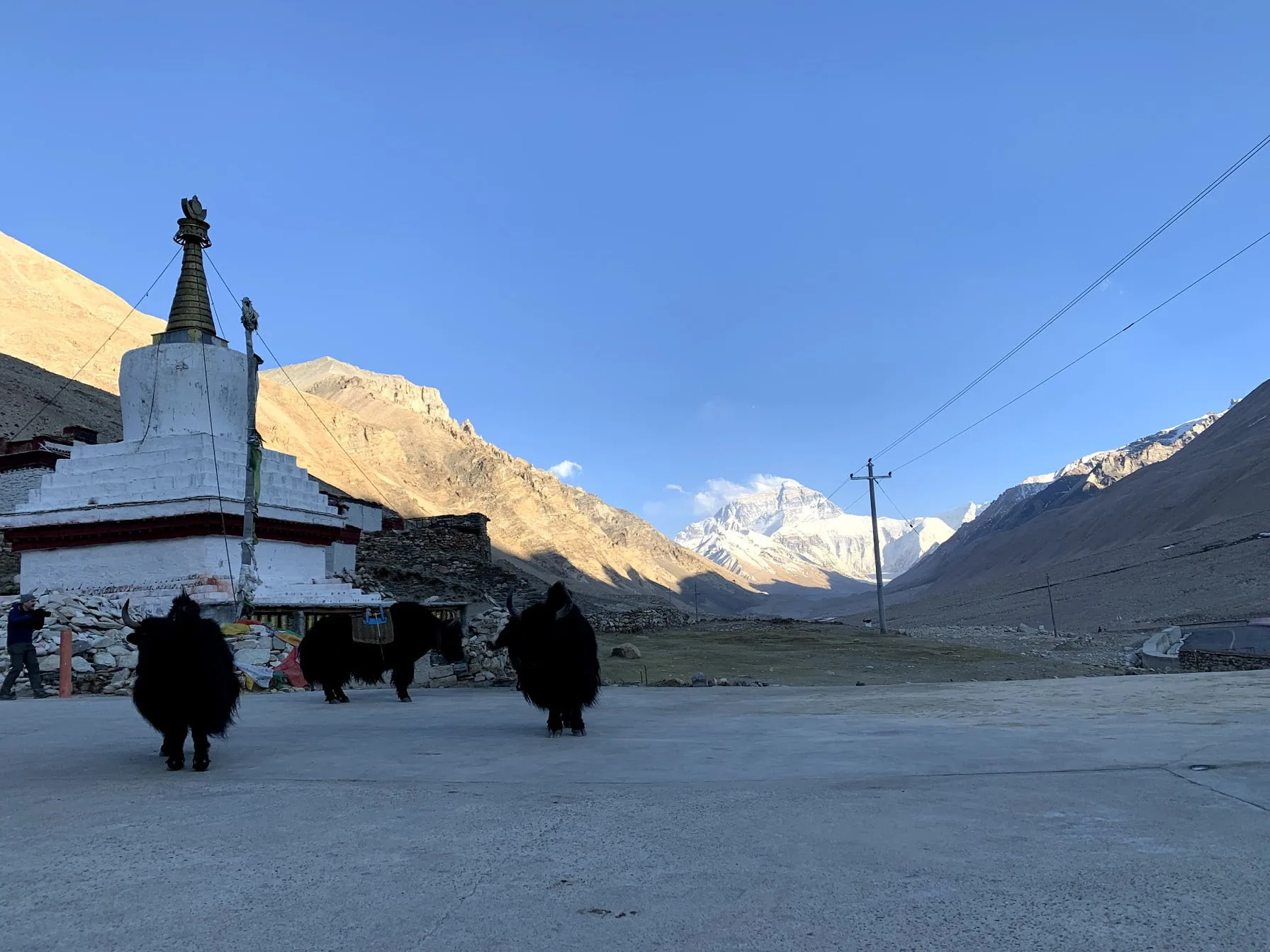 yak front of everest