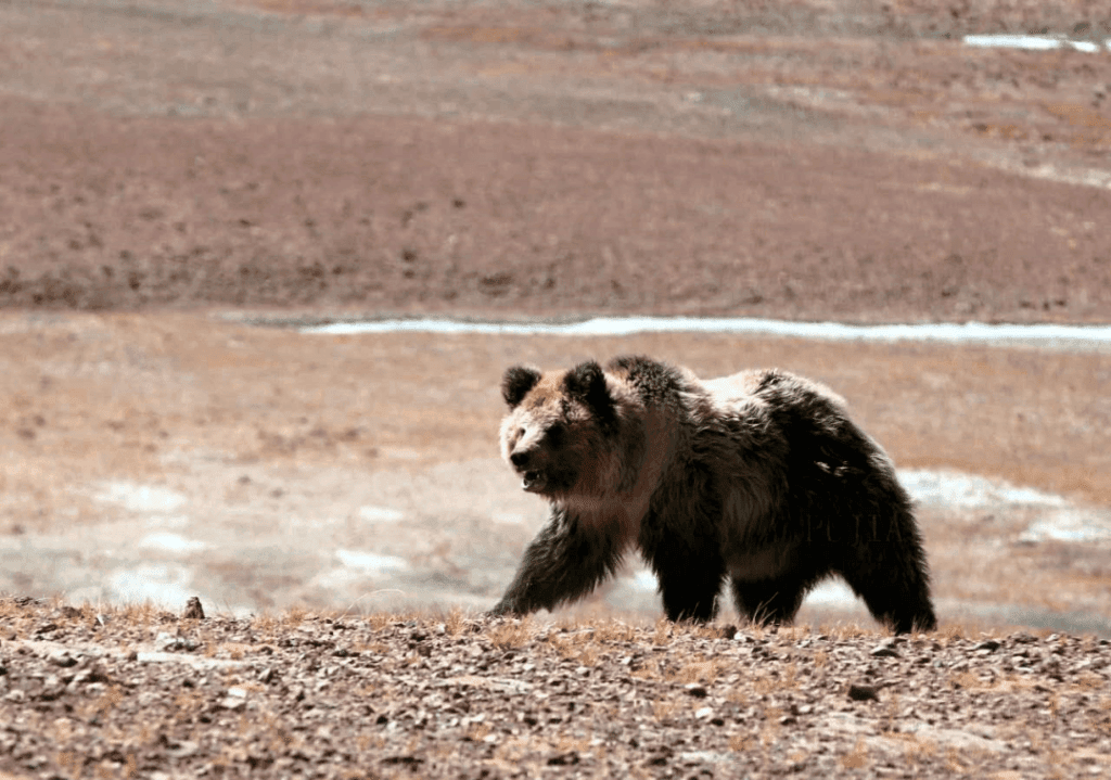 The current image has no alternative text. The file name is: Bear-in-Tibet.png