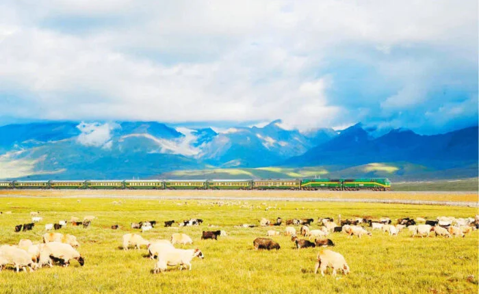 Tibet train on Grassland views