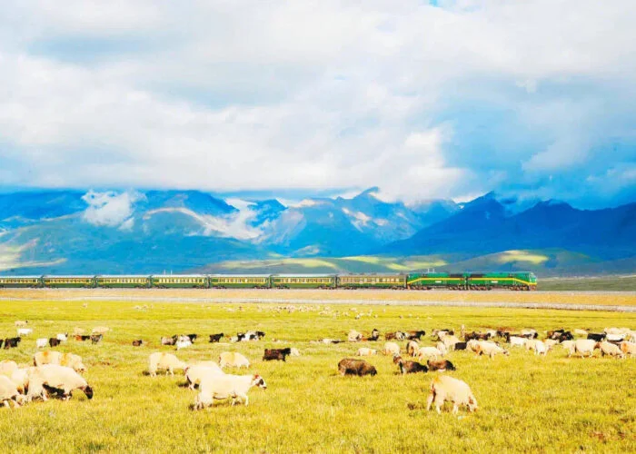 Tibet train on Grassland views