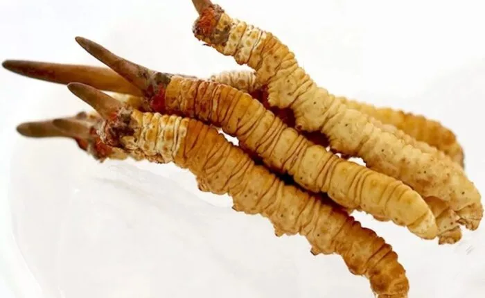 cordycep