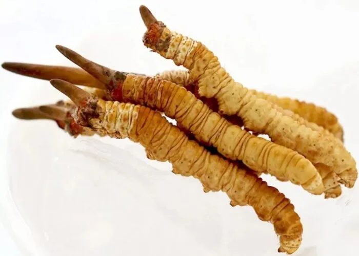 cordycep