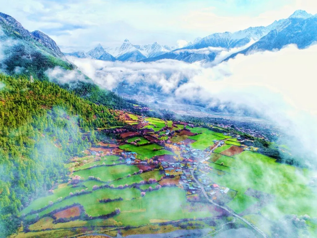 nyingchi peach flower cloud