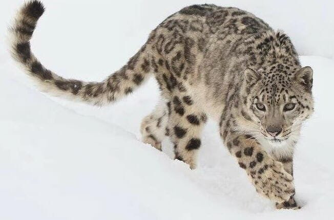 snow leopard e1709546030391