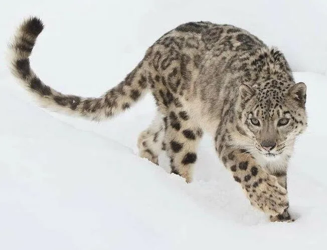 snow leopard e1709546030391 snow leopard e1709546030391