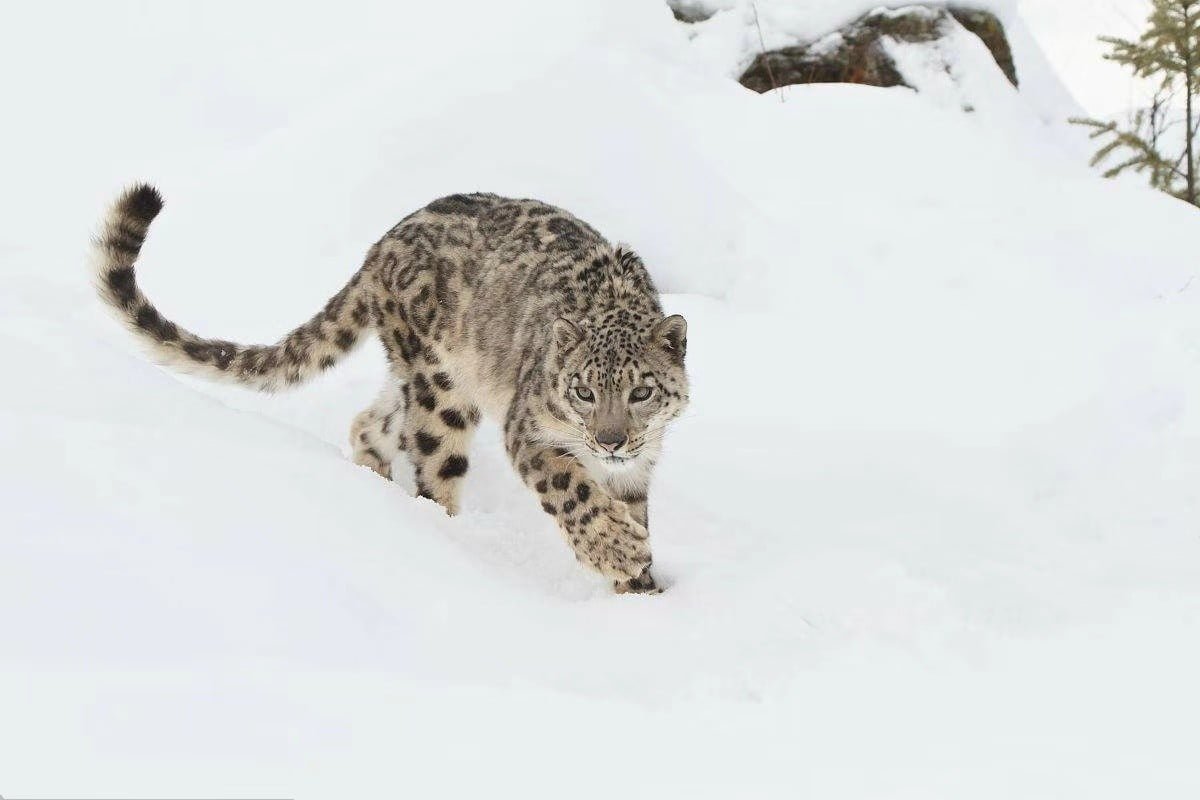 snow-leopard snow-leopard
