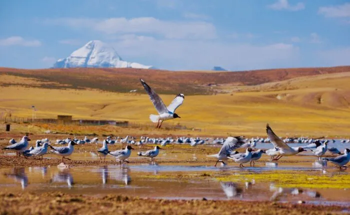 Kailash nature views
