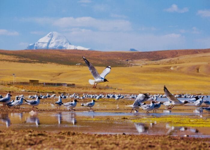 Kailash nature views