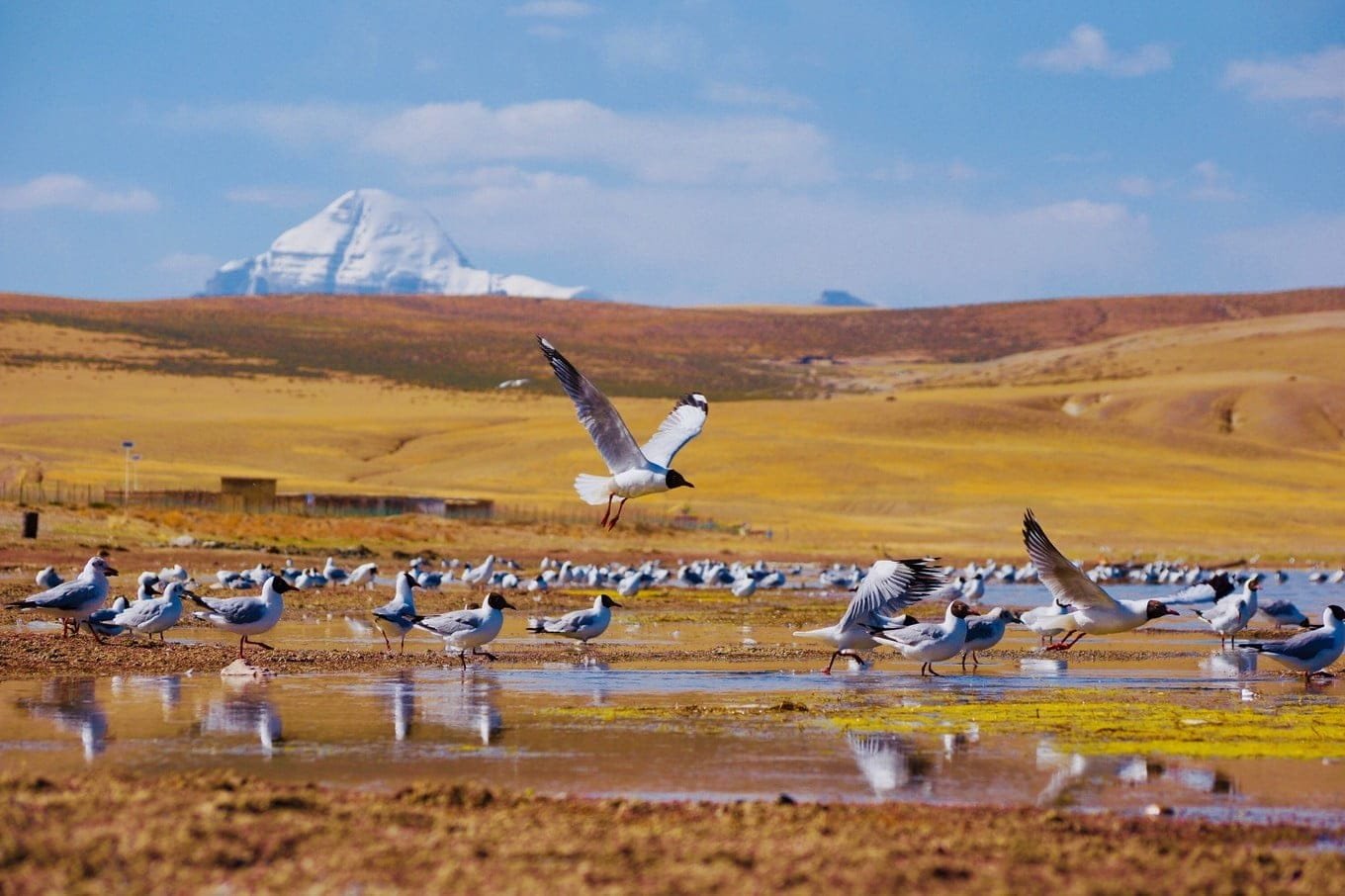 Kailash nature views