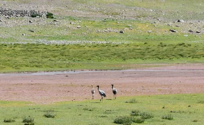 Black neck crane