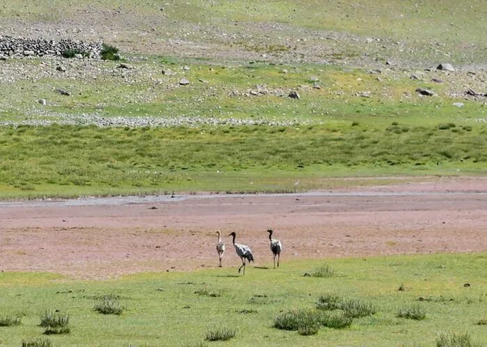 Black neck crane