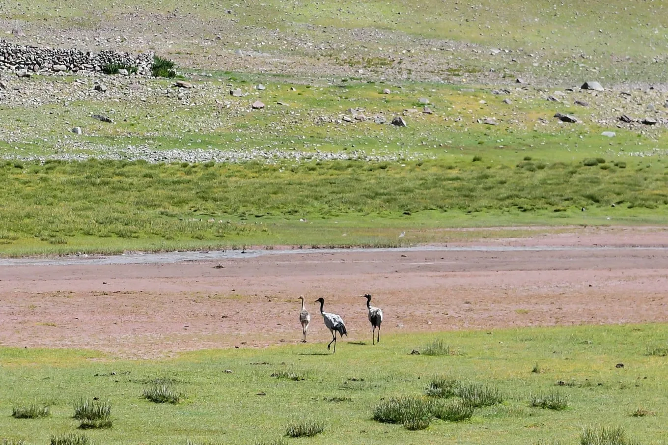 Black neck crane Black neck crane