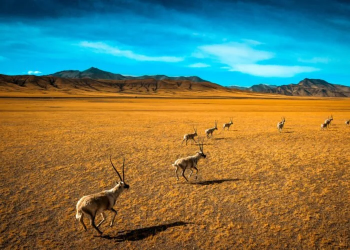wildlife tour