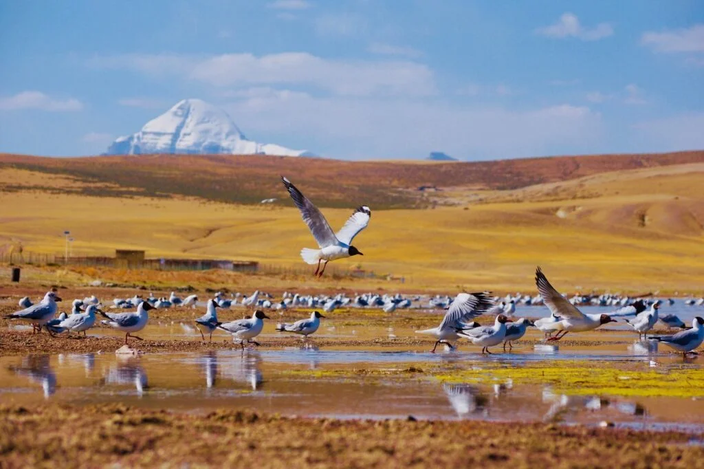Kailash nature views