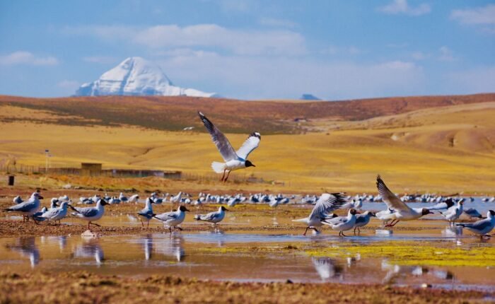 Kailash nature views