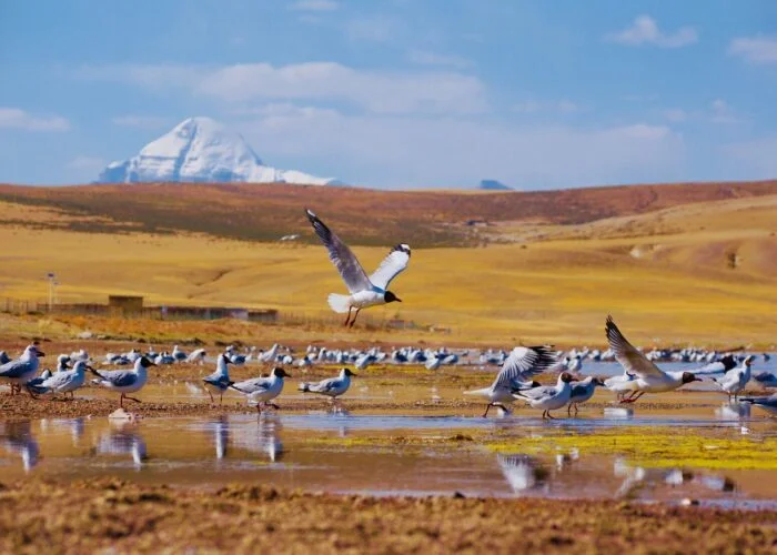 Kailash nature views