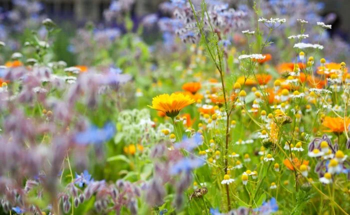 healing herbs list