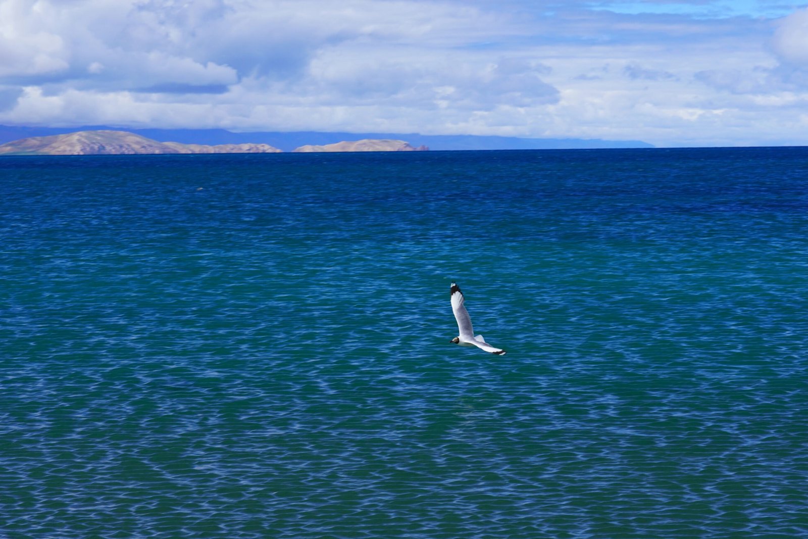 Tibet Lakes bird