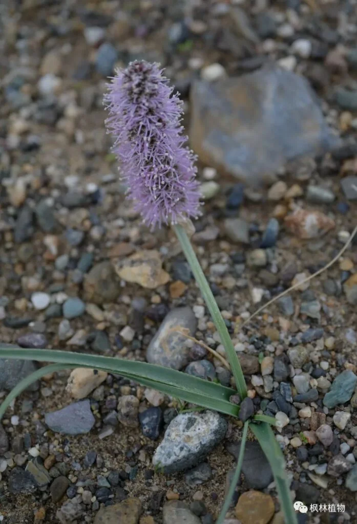 Allium leek Liliaceae Allium genus
