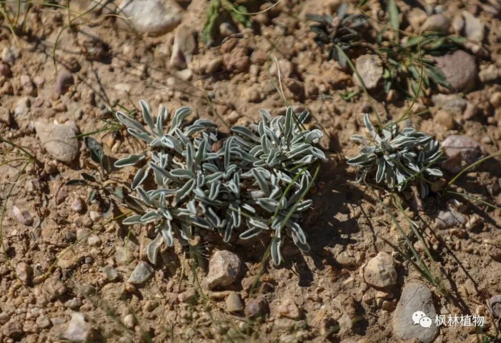 Amaranth Brassicaceae Amaranthus genus
