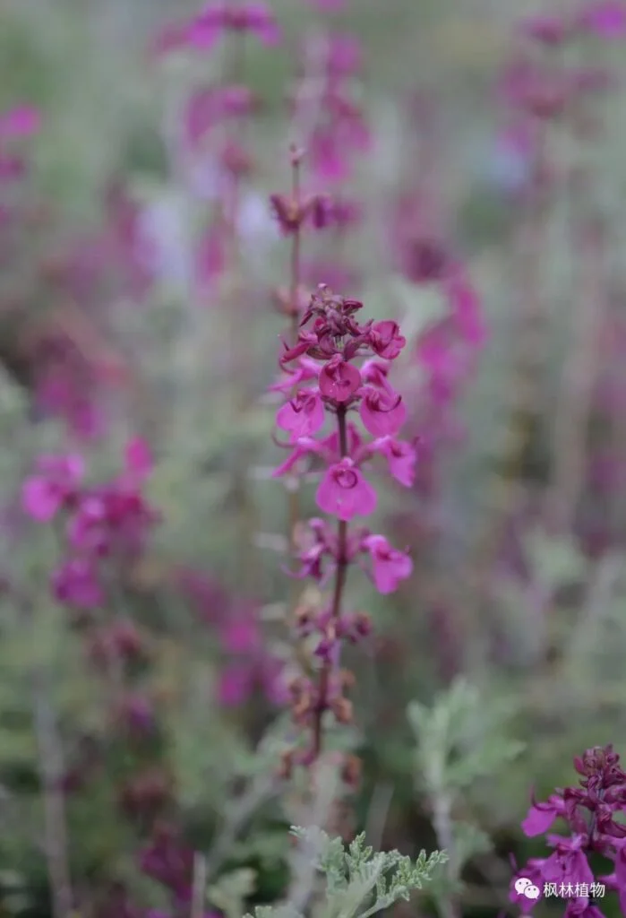 Artemisia davidii Scrophageaceae Artemisia genus 1