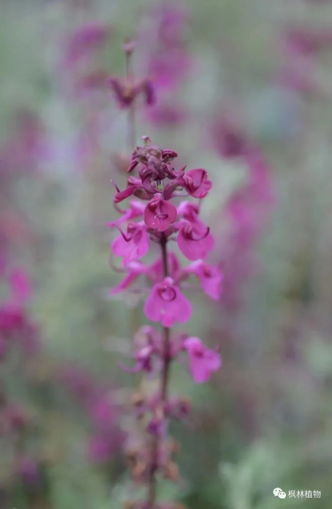 Artemisia davidii Scrophageaceae Artemisia genus