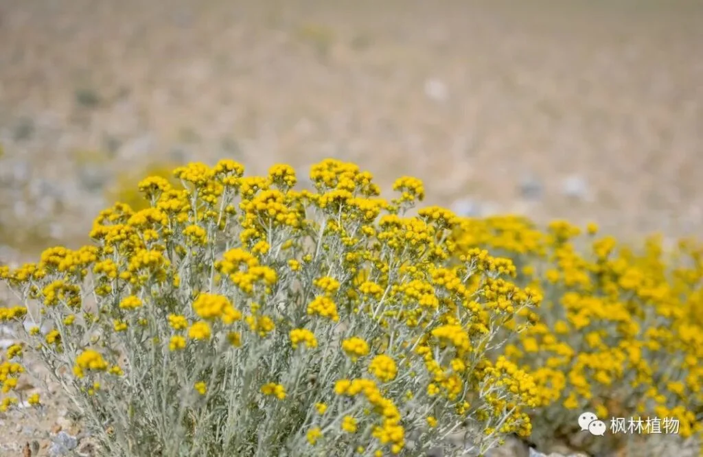 Chrysanthemum multibranched Asteraceae Chrysanthemum genus