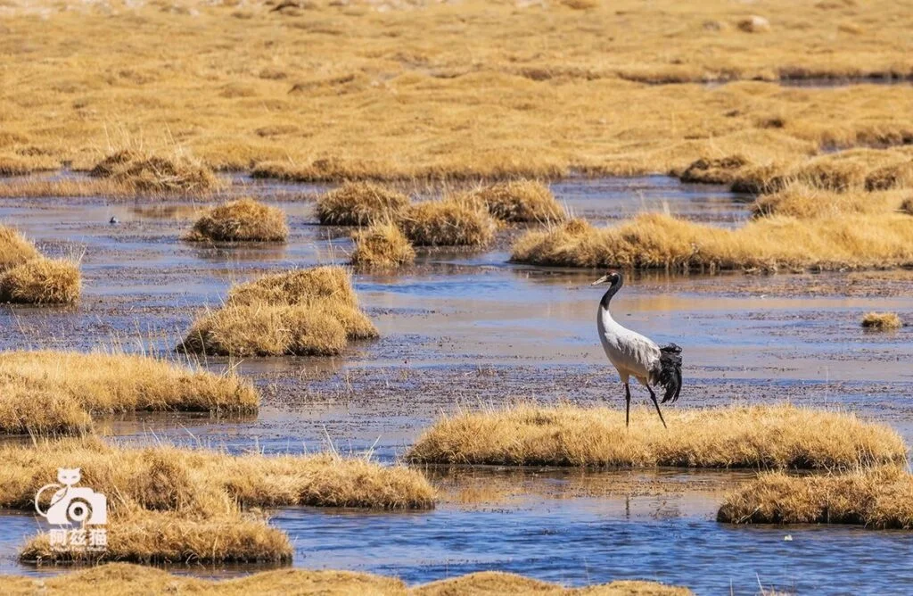 Black-necked Crane (Tibetan Crane)