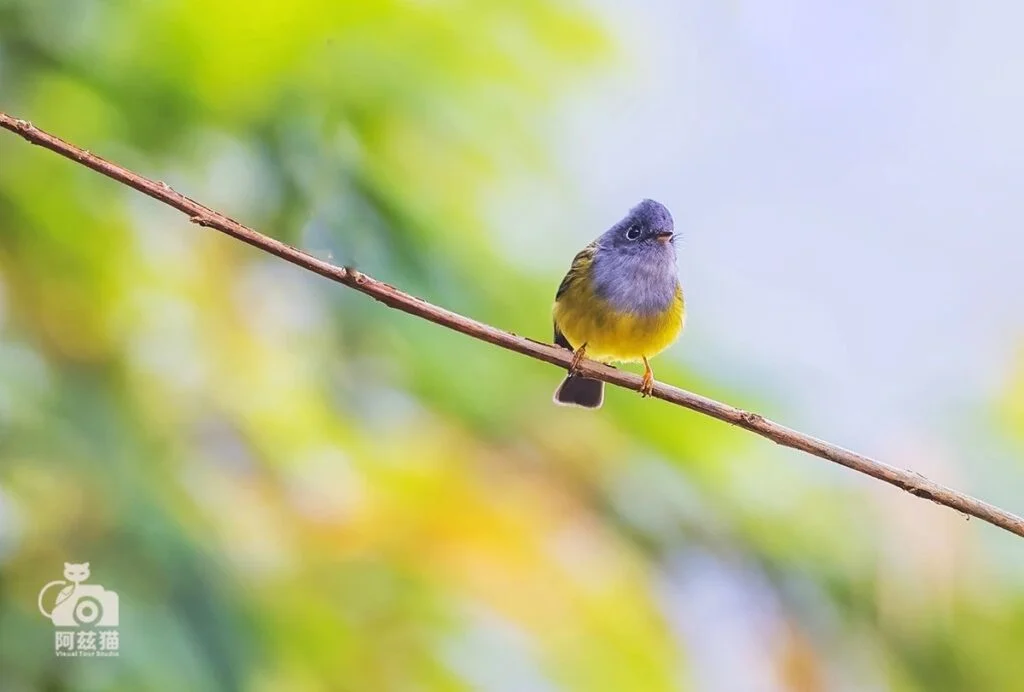 Grey-headed Canary-flycatcher