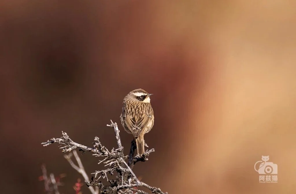 Brown Accentor