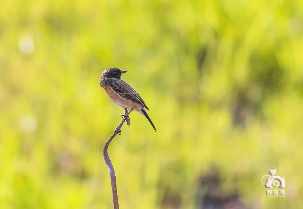 Black-throated Stone