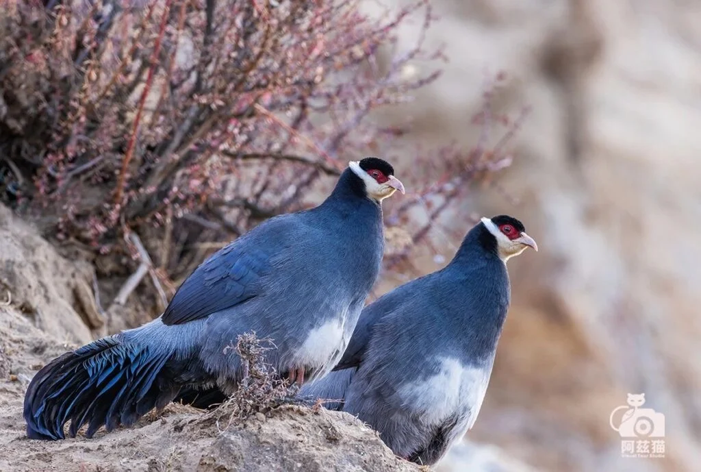 Tibetan Eared-pheasant