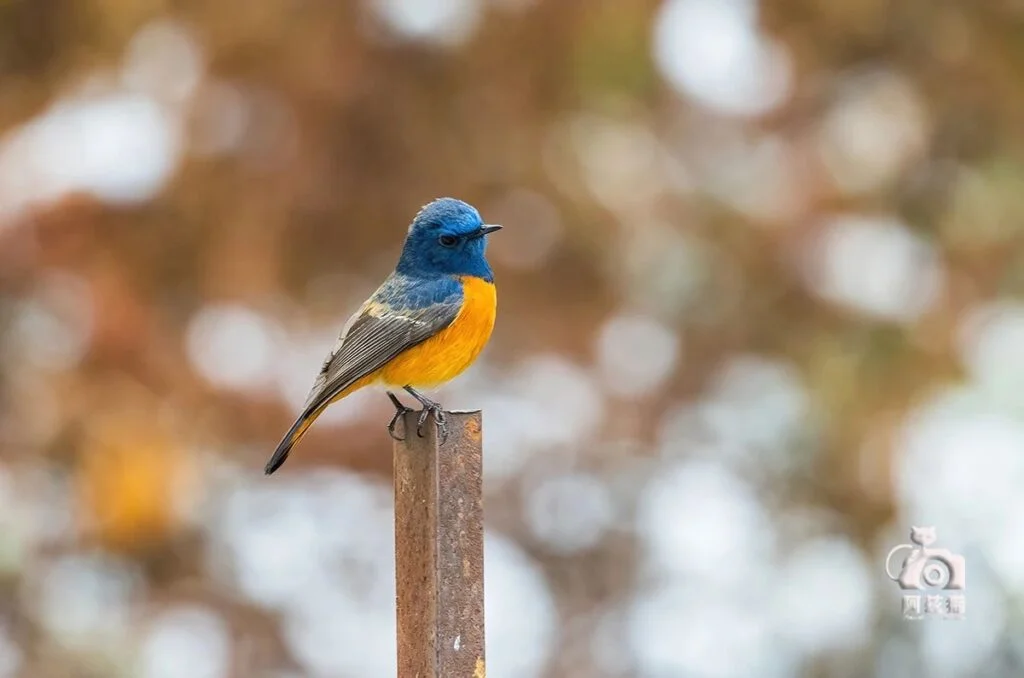 Blue-fronted Redstart