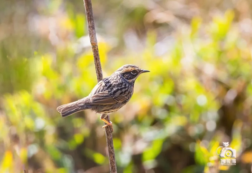 Rufous-breasted Accentor