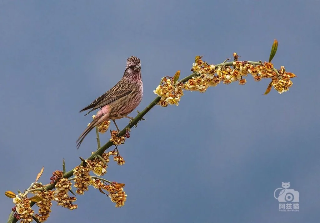 Himalayan Beautiful Rosefinch
