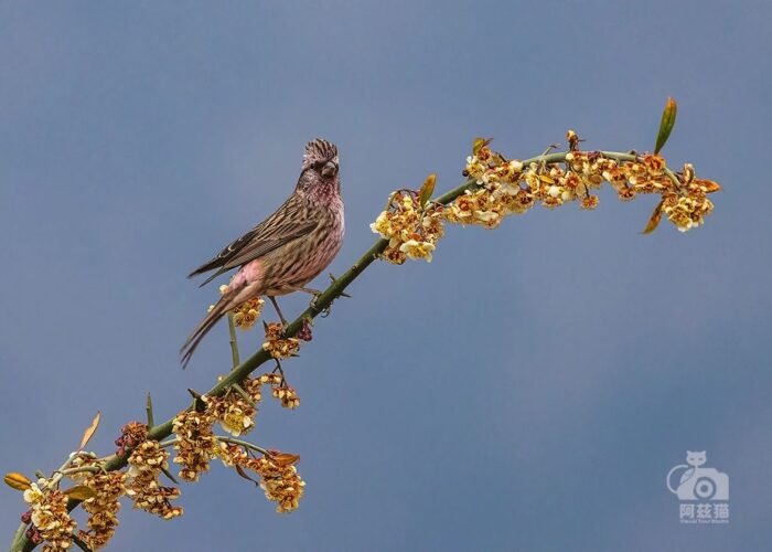 Himalayan Beautiful Rosefinch