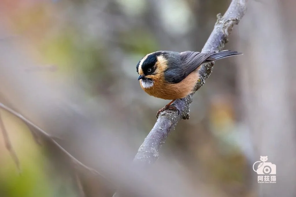 Rufous-fronted Bushtit