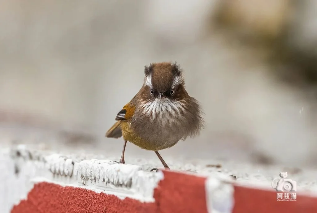 White-browed Fulvetta