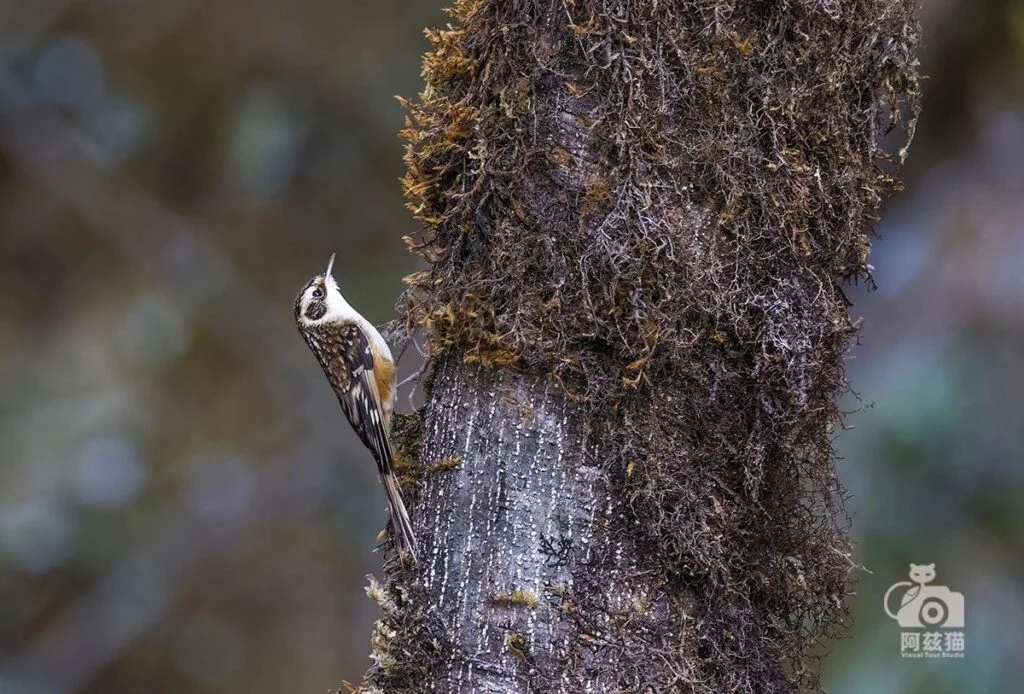 Rusty-flanked Treecreeper