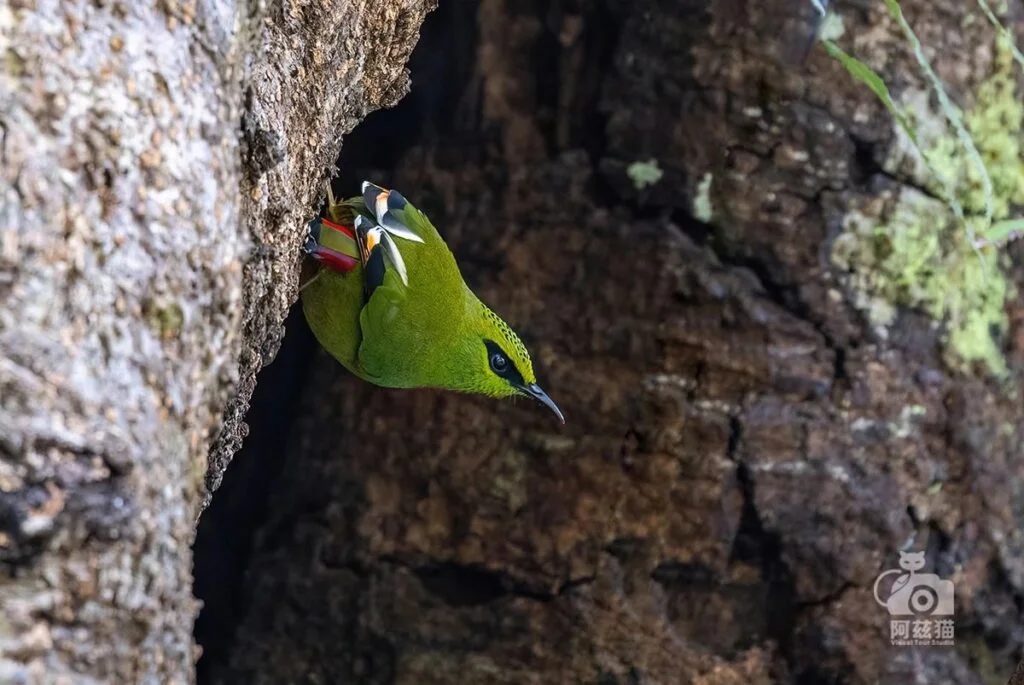 Fire-tailed Mysornis