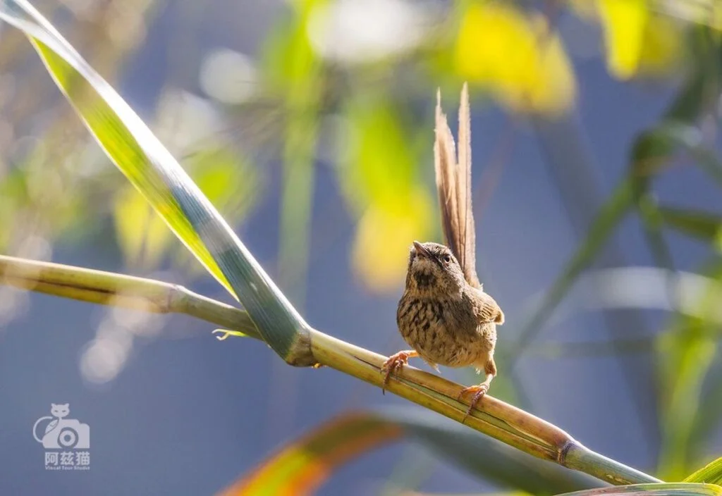 Black-throated Prinia