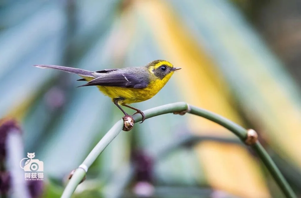 Yellow-bellied Fantail