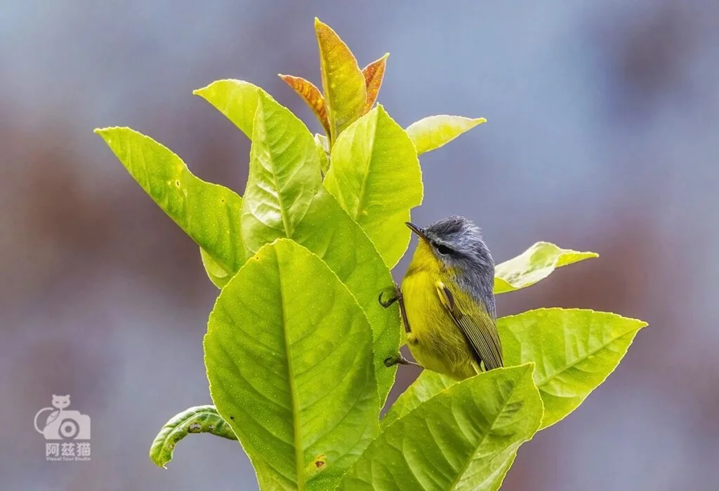 Grey-hooded Warbler